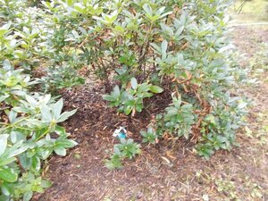 Rhododendron 'Cunningham's White' WIT 120-140 cm met kluit - afbeelding 7