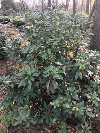 Rhododendron 'Cunningham's White' WIT 120-140 cm met kluit - afbeelding 2