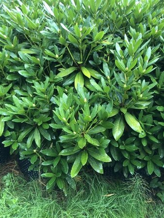 Rhododendron 'Cunningham's White' WIT 120-140 cm met kluit - afbeelding 12