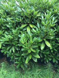 Rhododendron 'Cunningham's White' WIT 120-140 cm met kluit - afbeelding 12