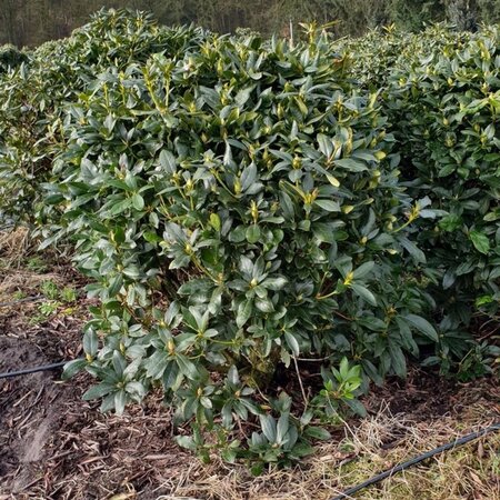 Rhododendron 'Cunningham's White' WIT 120-140 cm RB - image 6