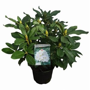 Rhododendron 'Cunningham's White' WIT 30-40 cm cont. 5,0L - afbeelding 6