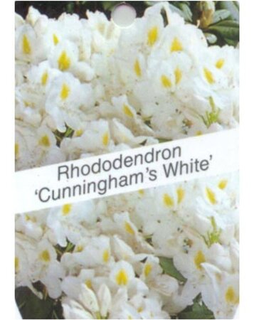 Rhododendron 'Cunningham's White' WIT 30-40 cm cont. 5,0L - afbeelding 2