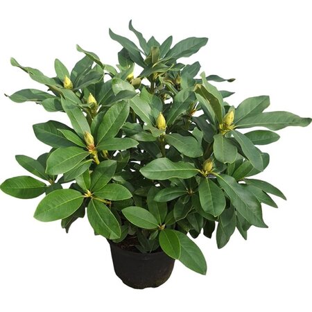 Rhododendron 'Cunningham's White' WIT 30-40 cm cont. 5,0L - afbeelding 2