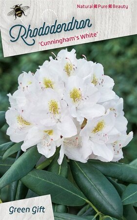 Rhododendron 'Cunningham's White' WIT 30-40 cm cont. 5,0L - afbeelding 3