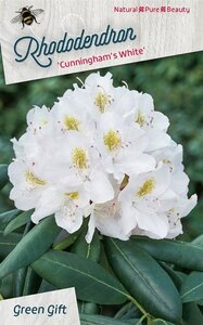 Rhododendron 'Cunningham's White' WIT 30-40 cm cont. 5,0L - afbeelding 3