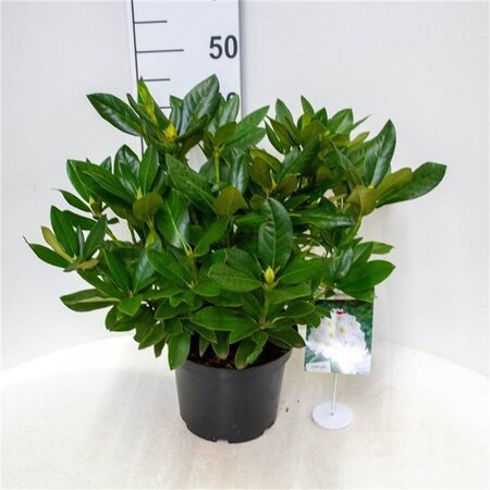 Rhododendron 'Cunningham's White' WIT 30-40 cm cont. 5,0L - afbeelding 2