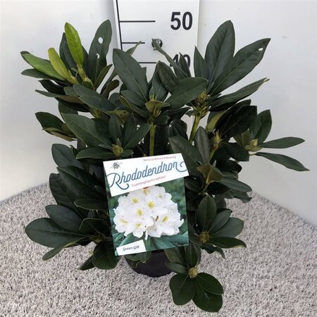 Rhododendron 'Cunningham's White' WIT 30-40 cm cont. 5,0L - afbeelding 6