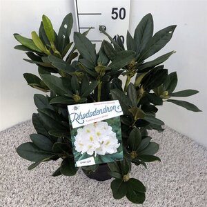 Rhododendron 'Cunningham's White' WIT 30-40 cm cont. 5,0L - afbeelding 6