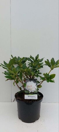 Rhododendron 'Cunningham's White' WIT 30-40 cm cont. 5,0L - afbeelding 4