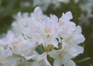 Rhododendron 'Cunningham's White' WIT 30-40 cm cont. 5,0L - afbeelding 12