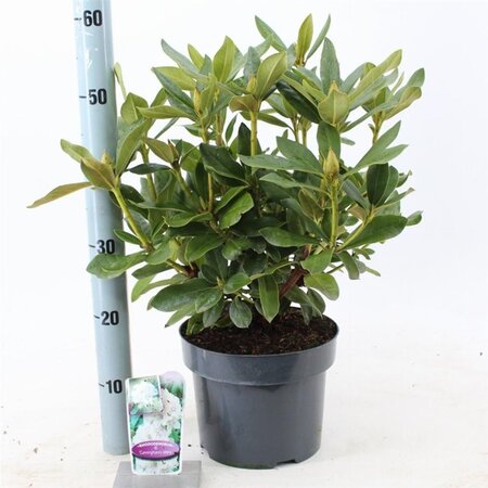 Rhododendron 'Cunningham's White' WIT 30-40 cm cont. 5,0L - image 3