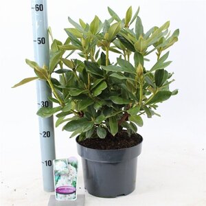 Rhododendron 'Cunningham's White' WIT 30-40 cm cont. 5,0L - image 3