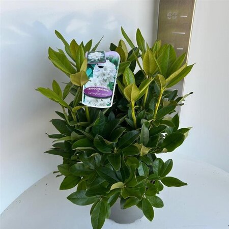 Rhododendron 'Cunningham's White' WIT 30-40 cm cont. 5,0L - image 5