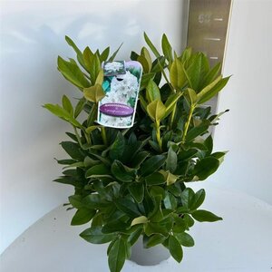 Rhododendron 'Cunningham's White' WIT 30-40 cm cont. 5,0L - image 5