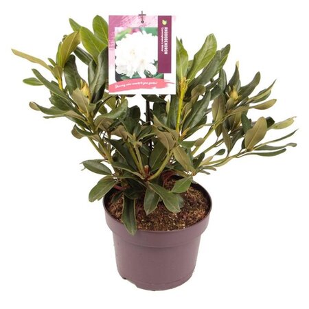 Rhododendron 'Cunningham's White' WIT 30-40 cm cont. 5,0L - image 6