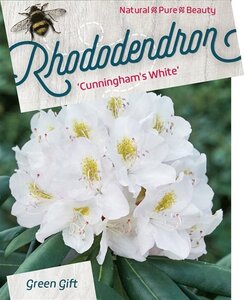 Rhododendron 'Cunningham's White' WIT 40-50 cm cont. 10L - afbeelding 3