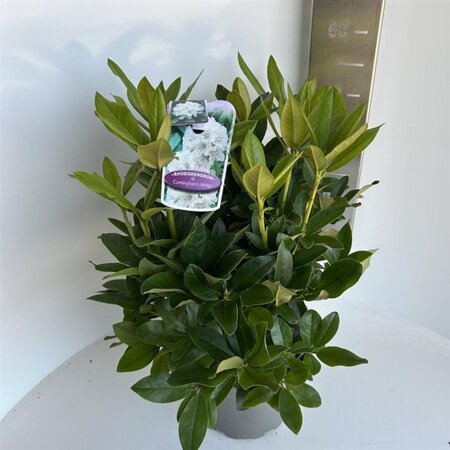 Rhododendron 'Cunningham's White' WIT 40-50 cm cont. 5,0L - afbeelding 5
