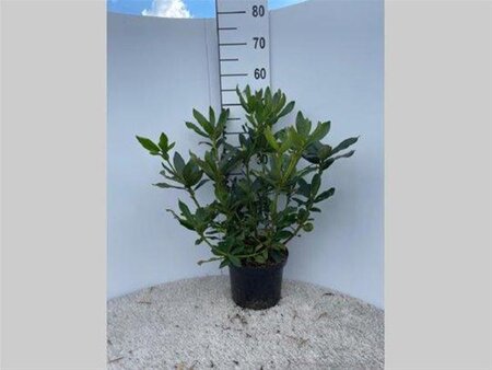 Rhododendron 'Cunningham's White' WIT 40-50 cm cont. 5,0L - afbeelding 7