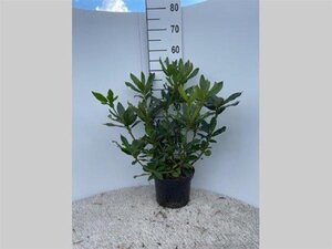 Rhododendron 'Cunningham's White' WIT 40-50 cm cont. 5,0L - afbeelding 7