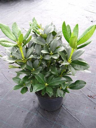 Rhododendron 'Cunningham's White' WIT 40-50 cm cont. 5,0L - afbeelding 4