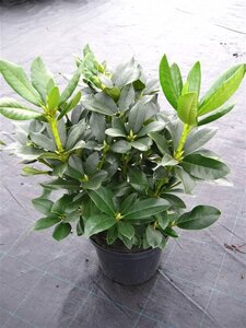 Rhododendron 'Cunningham's White' WIT 40-50 cm cont. 5,0L - afbeelding 4