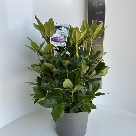 Rhododendron 'Cunningham's White' WIT 40-50 cm cont. 5,0L - afbeelding 6