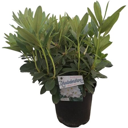 Rhododendron 'Cunningham's White' WIT 50-60 cm cont. 10L - afbeelding 8