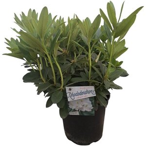 Rhododendron 'Cunningham's White' WIT 50-60 cm cont. 10L - afbeelding 8