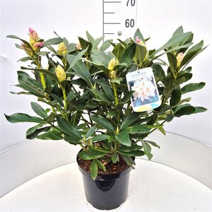 Rhododendron 'Cunningham's White' WIT 50-60 cm cont. 10L - afbeelding 2