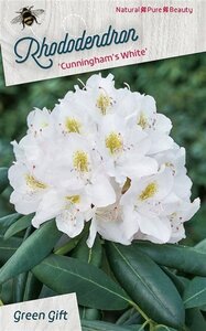 Rhododendron 'Cunningham's White' WIT 50-60 cm cont. 10L - afbeelding 9