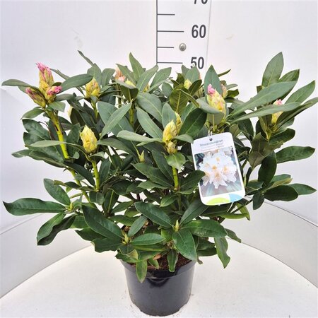 Rhododendron 'Cunningham's White' WIT 50-60 cm cont. 10L - afbeelding 3