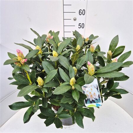 Rhododendron 'Cunningham's White' WIT 50-60 cm cont. 10L - afbeelding 7