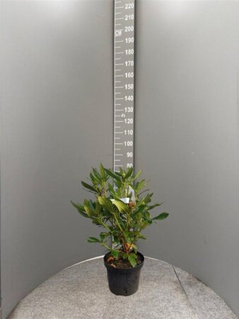 Rhododendron 'Cunningham's White' WIT 50-60 cm cont. 7,5L - afbeelding 2
