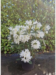 Rhododendron 'Cunningham's White' WIT 50-60 cm cont. 7,5L - afbeelding 1