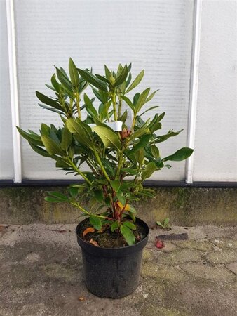 Rhododendron 'Cunningham's White' WIT 50-60 cm cont. 7,5L - afbeelding 3