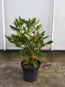 Rhododendron 'Cunningham's White' WIT 50-60 cm cont. 7,5L - afbeelding 3