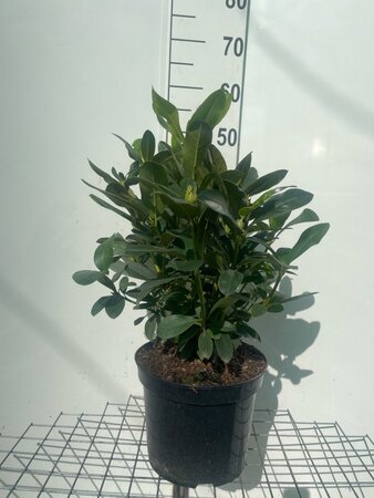 Rhododendron 'Cunningham's White' WIT 50-60 cm cont. 7,5L - afbeelding 4