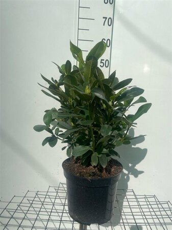 Rhododendron 'Cunningham's White' WIT 50-60 cm cont. 7,5L - afbeelding 2