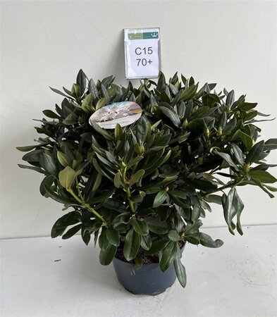 Rhododendron 'Cunningham's White' WIT 60-70 cm cont. 15L