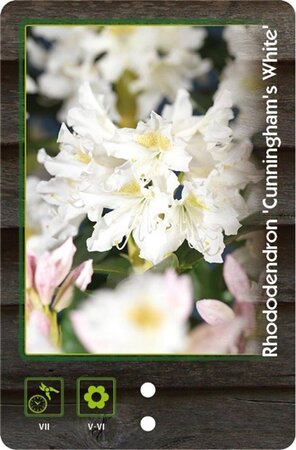 Rhododendron 'Cunningham's White' WIT 60-80 cm cont. 20L - afbeelding 4