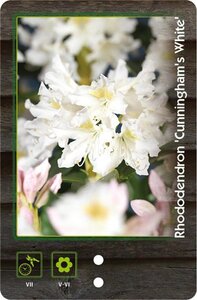 Rhododendron 'Cunningham's White' WIT 60-80 cm cont. 20L - afbeelding 4