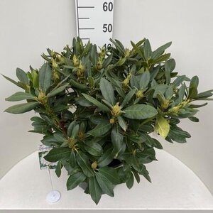 Rhododendron 'Cunningham's White' WIT 60-80 cm cont. 20L - afbeelding 3