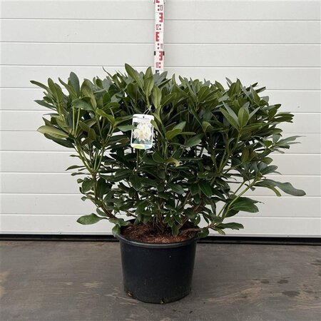 Rhododendron 'Cunningham's White' WIT 60-80 cm cont. 20L - afbeelding 4