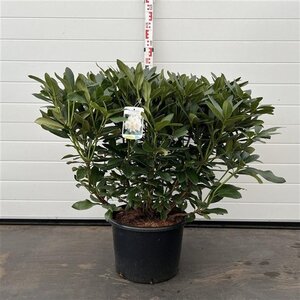 Rhododendron 'Cunningham's White' WIT 60-80 cm cont. 20L - afbeelding 4