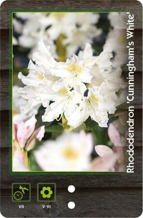 Rhododendron 'Cunningham's White' WIT 60-80 cm cont. 20L - afbeelding 2