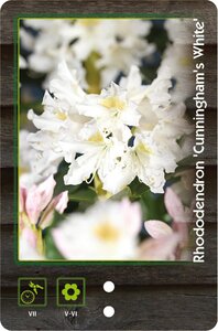 Rhododendron 'Cunningham's White' WIT 60-80 cm cont. 20L - afbeelding 2