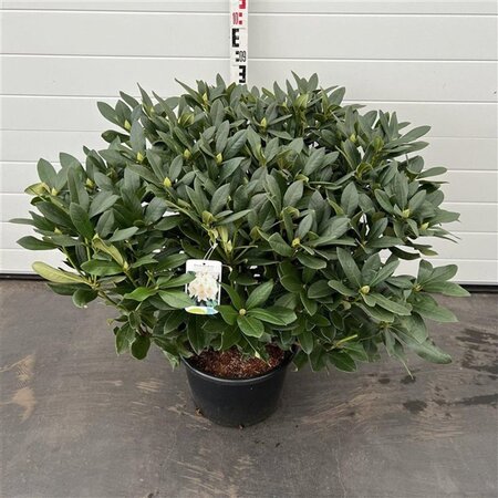 Rhododendron 'Cunningham's White' WIT 60-80 cm cont. 20L - afbeelding 5