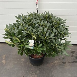 Rhododendron 'Cunningham's White' WIT 60-80 cm cont. 20L - afbeelding 5