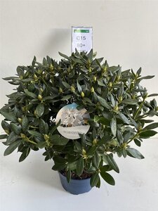 Rhododendron 'Cunningham's White' WIT 70-80 cm cont. 15L - afbeelding 2